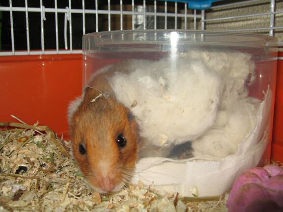 My hamster Lucy's inspecting her new bedroom for the first time.