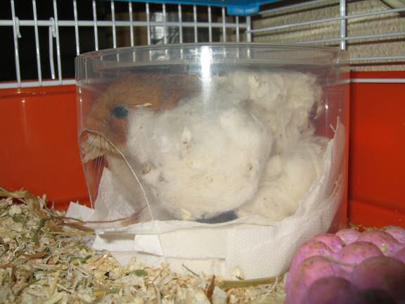 My hamster Lucy's inspecting her new bedroom for the first time.
