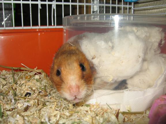 My hamster Lucy's inspecting her new bedroom for the first time.