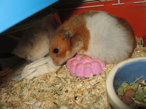 My HUUUUGE hamster Lucy.