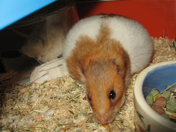 My HUUUUGE hamster Lucy.