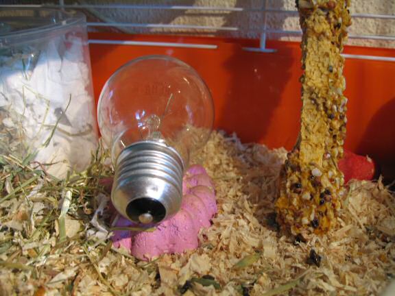 My HUUUUGE hamster Lucy's look-a-like ???