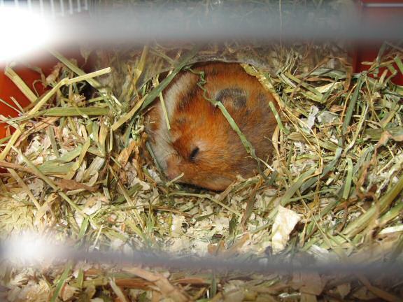 My Hamster Lucy's reaction to HamsterTracker-Hardware Troubles...