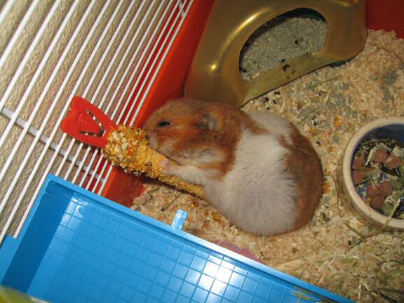 My hamster Lucy's Stretch 'n Eat ...