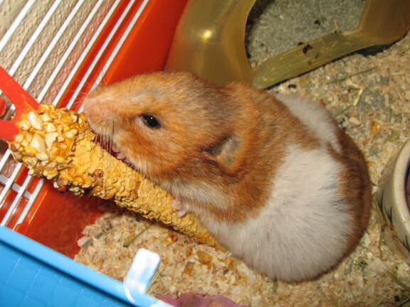 My hamster Lucy's Stretch 'n Eat ...