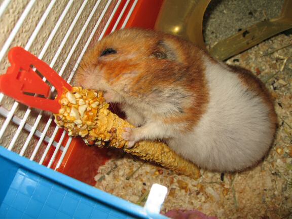 My hamster Lucy's Stretch 'n Eat ...