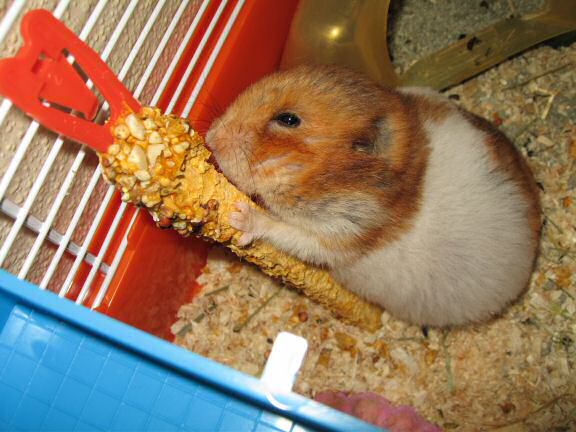 My hamster Lucy's Stretch 'n Eat ...