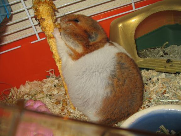 My hamster Lucy's Stretch 'n Eat ...