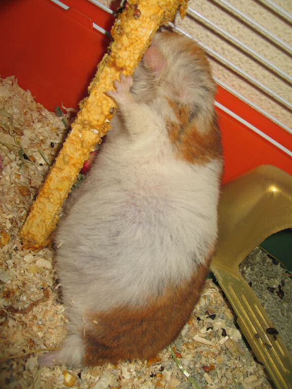 My hamster Lucy's Stretch 'n Eat ...