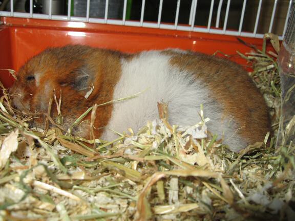 My hamster Lucy enjoying her snack time ...
