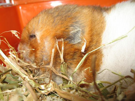 My hamster Lucy enjoying her snack time ...
