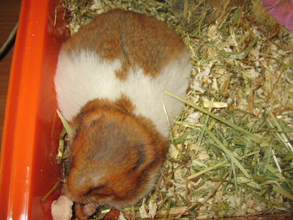 My hamster Lucy enjoying her snack time ...