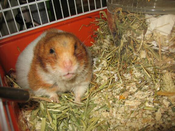 My hamster Lucy enjoying her snack time ...