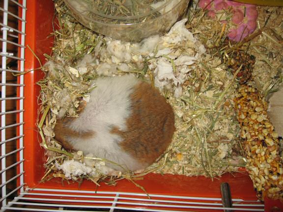 My hamster Lucy summer-break-loungin' ...
