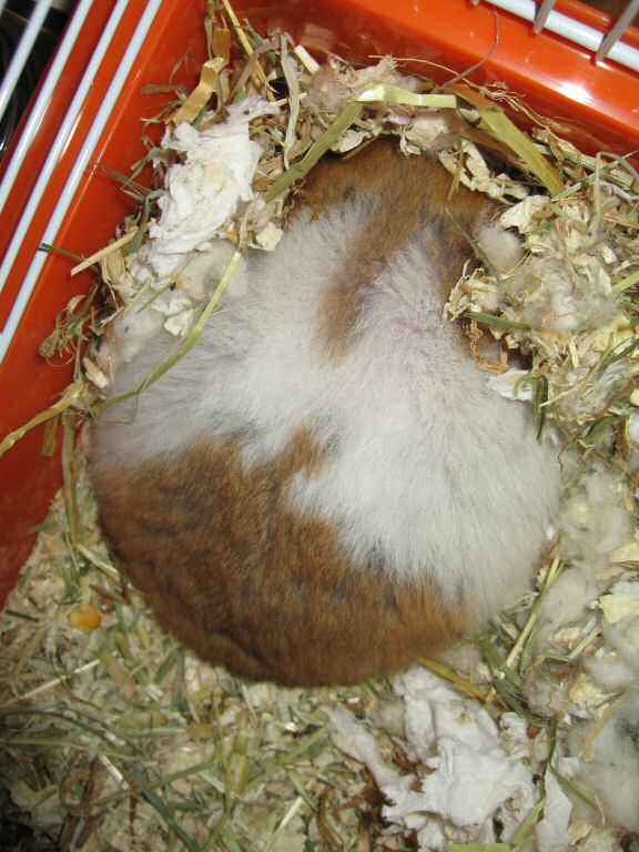 My hamster Lucy summer-break-loungin' ...