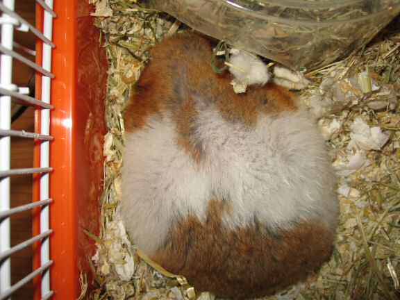 My hamster Lucy summer-break-loungin' ...