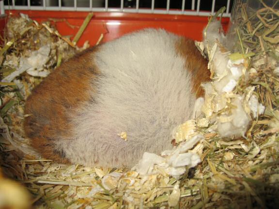 My hamster Lucy summer-break-loungin' ...