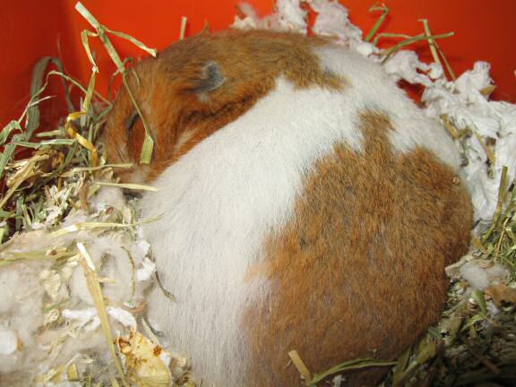 My hamster Lucy(3.0) sadly passed away ...