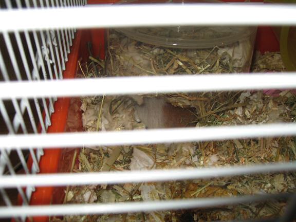 My hamster Lucy(3.0) sadly passed away ...