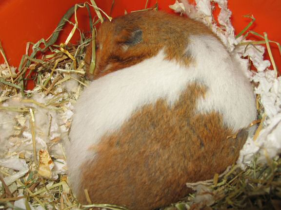 My hamster Lucy(3.0) sadly passed away ...