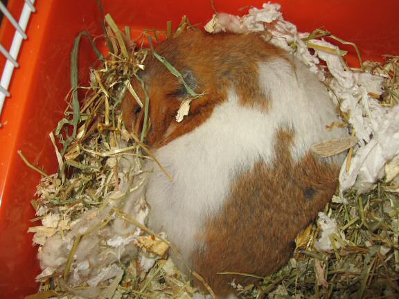 My hamster Lucy(3.0) sadly passed away ...