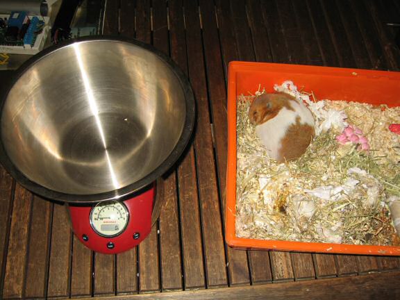 My hamster Lucy(3.0) sadly passed away ...