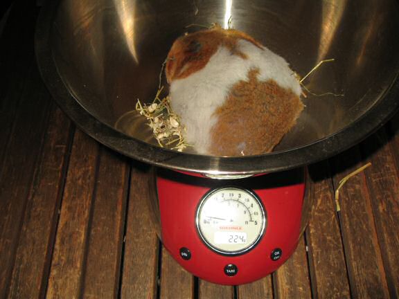 My hamster Lucy(3.0) sadly passed away ...