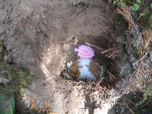 My hamster Lucy(3.0) sadly passed away ...