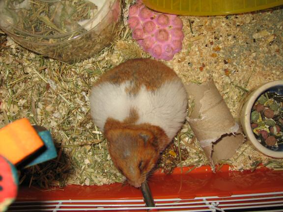 My hamster Lucy(3.0) nine days before her passing ...