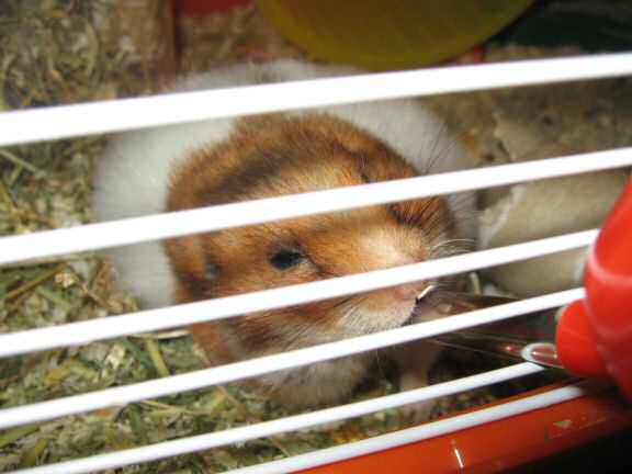 My hamster Lucy(3.0) nine days before her passing ...