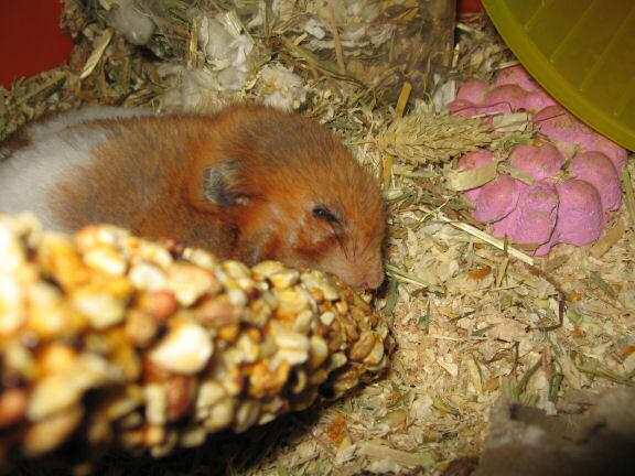 My hamster Lucy(3.0) one day before her passing ...