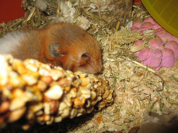 My hamster Lucy(3.0) one day before her passing ...
