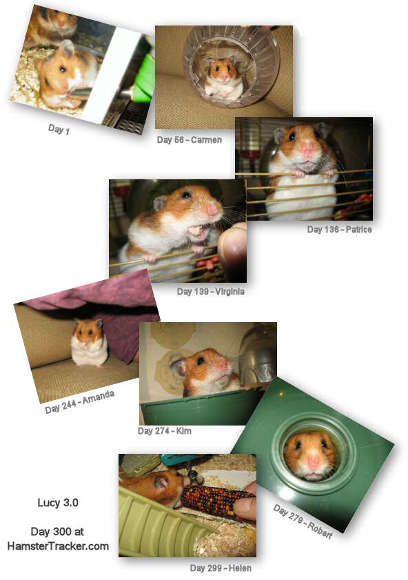 My hamster Lucy 300th day at HamsterTracker(tm) - photo collage.