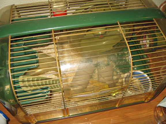 My hamster Lucy's protest!.
