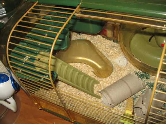 My hamster Lucy's protest!.