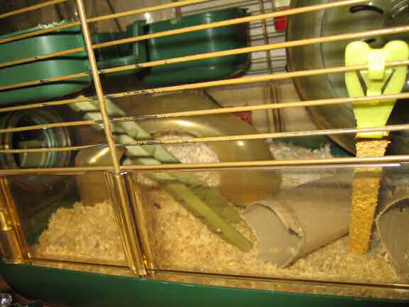 My hamster Lucy's protest!.