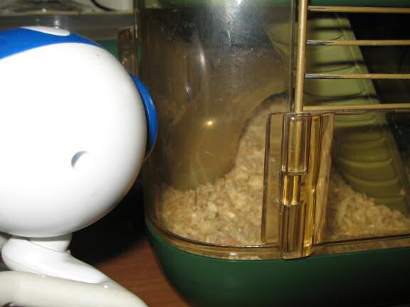 My hamster Lucy's protest!.