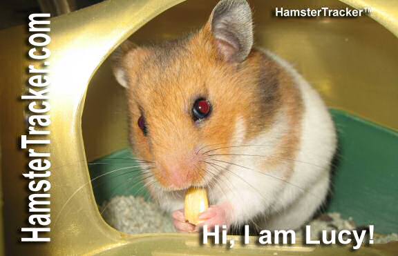 The Extreme HamsterTrackin' card starring Lucy 3.0