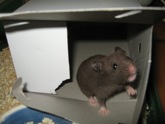 Introducing Lucy (4.0) at HamsterTracker.