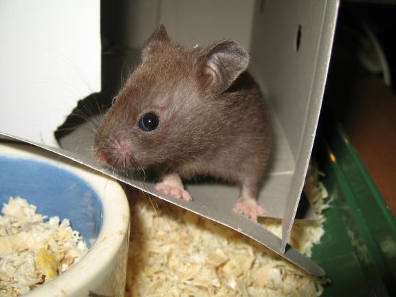 Introducing Lucy (4.0) at HamsterTracker.