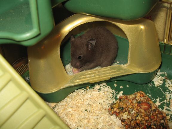 Introducing Lucy (4.0) at HamsterTracker.