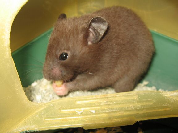 Introducing Lucy (4.0) at HamsterTracker.