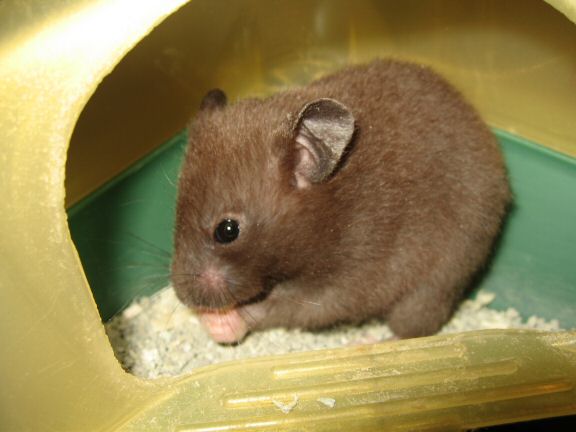 Introducing Lucy (4.0) at HamsterTracker.