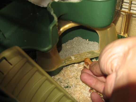 My first day with Lucy (4.0).