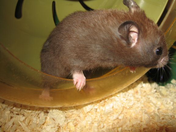 Giving my hamster Lucy a first pat on the back.