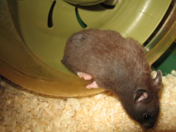 Giving my hamster Lucy a first pat on the back.