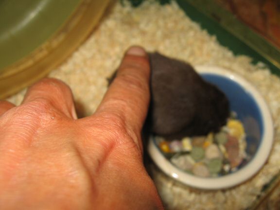 Giving my hamster Lucy a first pat on the back.