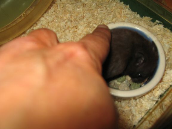 Giving my hamster Lucy a first pat on the back.