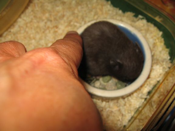 Giving my hamster Lucy a first pat on the back.