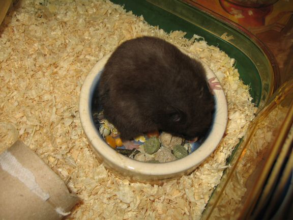 Giving my hamster Lucy a first pat on the back.